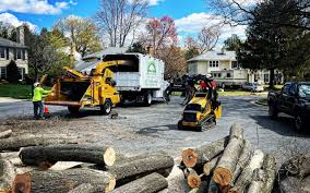 Best Tree Disease Treatment  in Mount Holly, NC