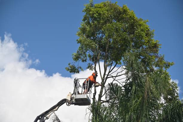 Best Hedge Trimming  in Mount Holly, NC