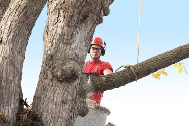 How Our Tree Care Process Works  in  Mount Holly, NC