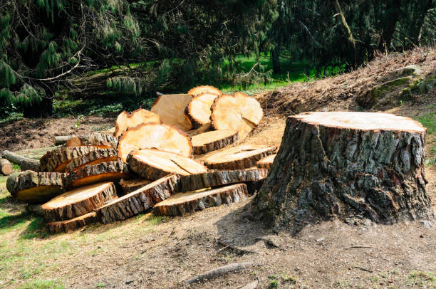 Best Seasonal Cleanup (Spring/Fall)  in Mount Holly, NC